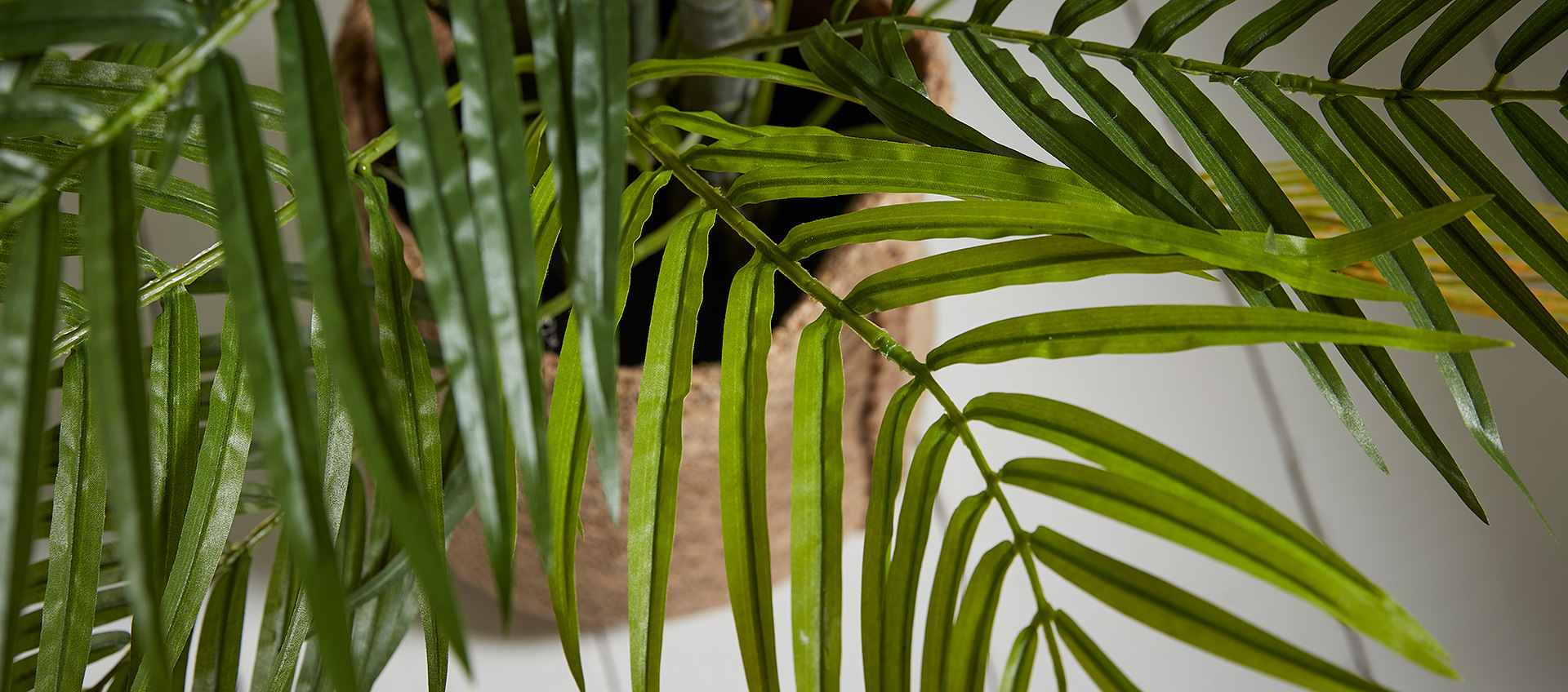 Potted palm sale